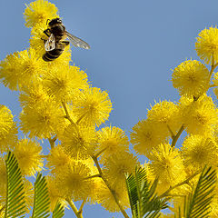 photo "Mimosa en enero"