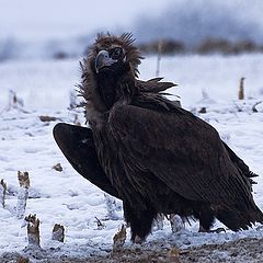 фото "Черный гриф"