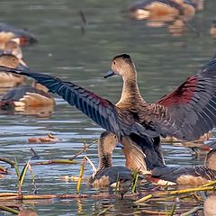 photo "Lesser whistling duck"