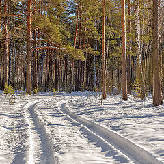 фото "Зимой в лесу"