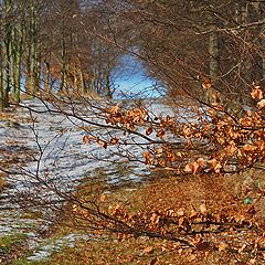 photo "View to some winter light.."