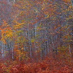 фото "couleur d'automne"