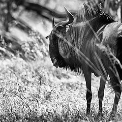 photo "Blue wildebest"