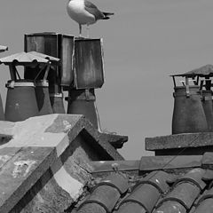 photo "on the roof"