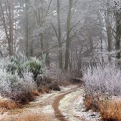 photo "***"