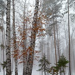 фото "Три сестры"