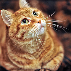 photo "My cat"