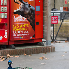 фото "Весна. Грачи прилетели."