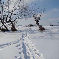 фото "Старые вербы"