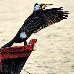 photo "Clamando al sol"