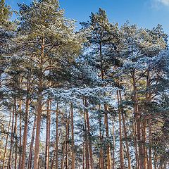 фото "Зимний лес"