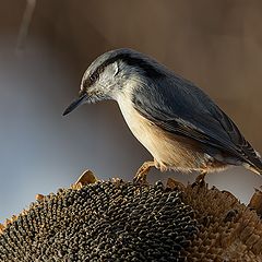 фото "У каждого своя планета"