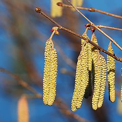 photo "Early Spring Time"