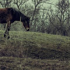 фото "Почти что слон и почти что Моська"