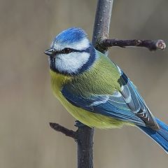 фото "Весенняя лазурь"