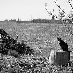 фото "Весна. Грачи не летят. Почему?"