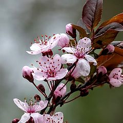 фото "Весная красота....."