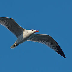 photo "Respirando libertad"