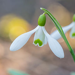 фото "Galanthus plicatus"