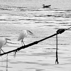 фото "meeting in the port"