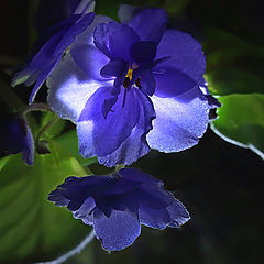 photo "Night of Violets"