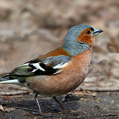 photo "Early bird"