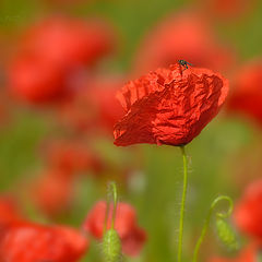 photo "Tomando el sol"