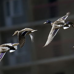 фото "Городские"