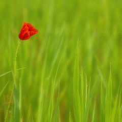 photo "Rojo"