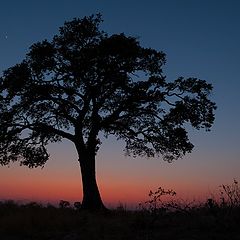 фото "Chobe sunset"