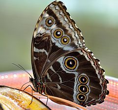 фото "Morpho Peleides Blue Morpho"