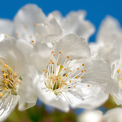 photo "Primavera floreciendo"