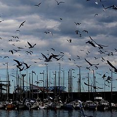 photo "seagulls"