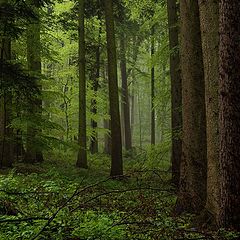 photo "mountain forest"