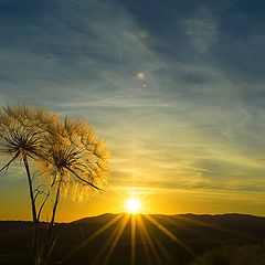 photo "Dandelion"