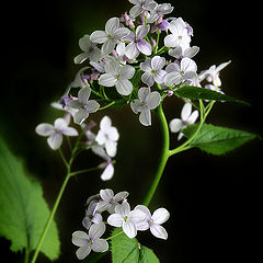 photo "Forest flowers"