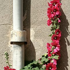 фото "flowers in the street"