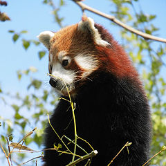 photo "Wildlife"