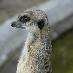 photo "Wildlife"