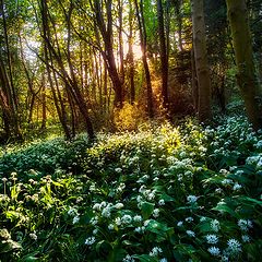 photo "Fairy Irish Wood"