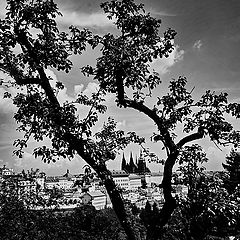 фото "Пражский Град и дерево"