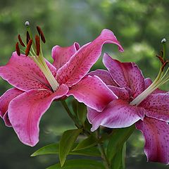 photo "Two sisters"