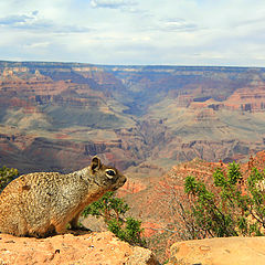 фото "Squirrel On The Edge"