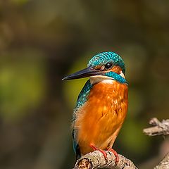 photo "Common Kingfisher"