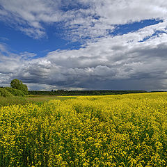 фото "Сурепка"