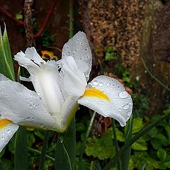 photo "After The Rain"