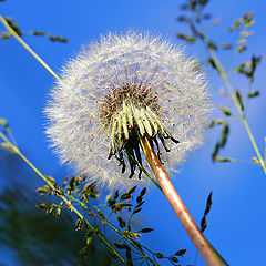 photo "Одуванчик обыкновенный (Taraxacum officinale)"