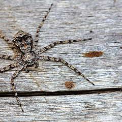 photo "Паук филодромус жемчужный (Philodromus margaritatus)"