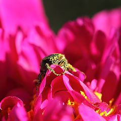 photo "Бронзовка золотистая, обыкновенная (Cetonia aurata) в пионе (Paeonia)"