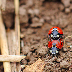 photo "Семиточечные божьи коровки (Coccinella septempunctata, Ladybugs)"